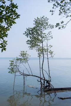 Mangrove forest view. Stock-Fotos