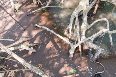 Mangrove forest view. Stock-Fotos