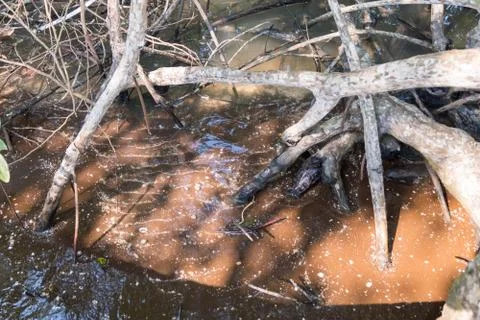 Mangrove forest view. Stock-Fotos