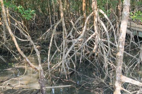 Mangrove forest view. Stock Photos