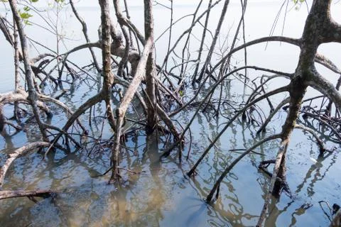 Mangrove forest view. Stock-Fotos