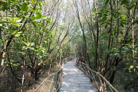 Mangrove forest view. Stock Photos
