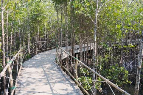 Mangrove forest view. Stock Photos