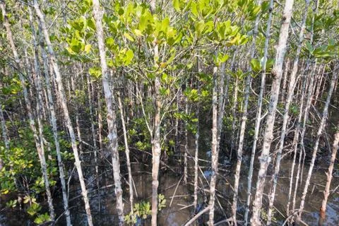 Mangrove forest view. Stock-Fotos