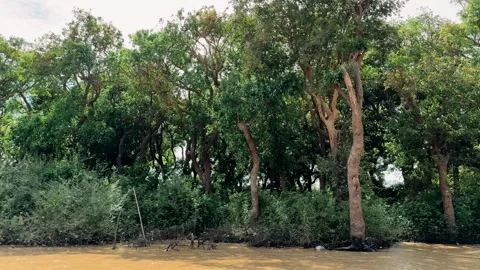 Mangrove forest view from the river Stock Footage 308789736