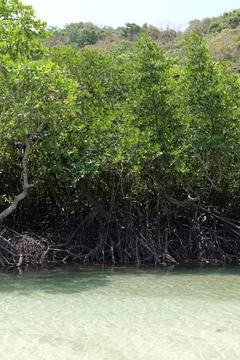 Mangrove Forest Waterway on Phi Phi Island, Thailand Fotos Stock