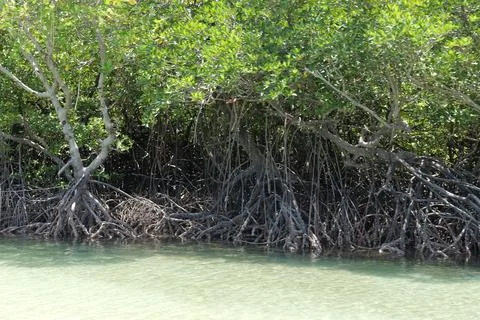 Mangrove Forest Waterway on Phi Phi Island, Thailand Stock Photos