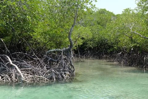Mangrove Forest Waterway on Phi Phi Island, Thailand Fotos Stock