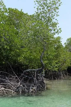 Mangrove Forest Waterway on Phi Phi Island, Thailand Fotos Stock