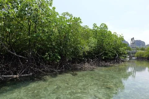 Mangrove Forest Waterway on Phi Phi Island, Thailand Fotos Stock