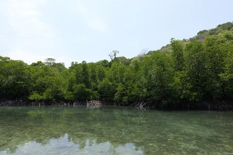 Mangrove Forest Waterway on Phi Phi Island, Thailand Fotos Stock