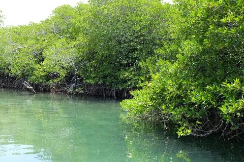 Mangrove Forest Waterway on Phi Phi Island, Thailand Fotos Stock