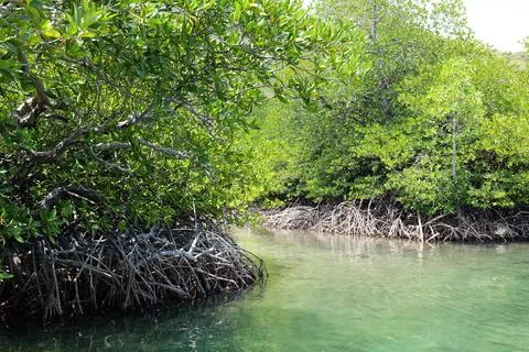 Mangrove Forest Waterway on Phi Phi Island, Thailand Fotos Stock