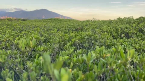 Mangrove forest waving in the wind Stock Footage 246971899