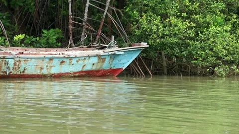 Mangrove forest with wavy river water accompanied by fishing boats on the edge Stock Footage 265581455