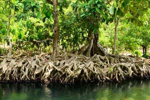 Mangrove forests Stock Photos