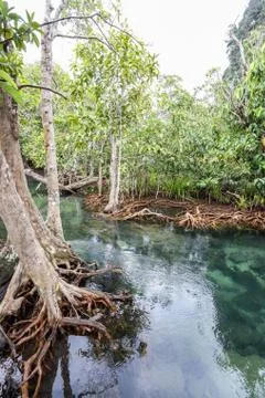 Mangrove forests 库存照片
