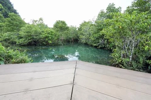 Mangrove forests Stock Photos