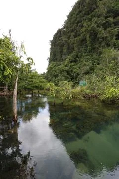 Mangrove forests Stock Photos
