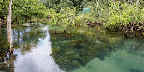 Mangrove forests Stock Photos