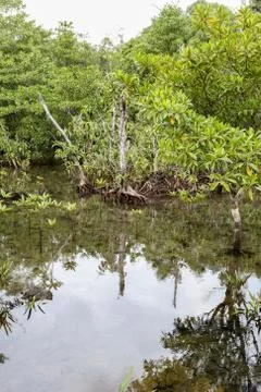 Mangrove forests Stock Photos