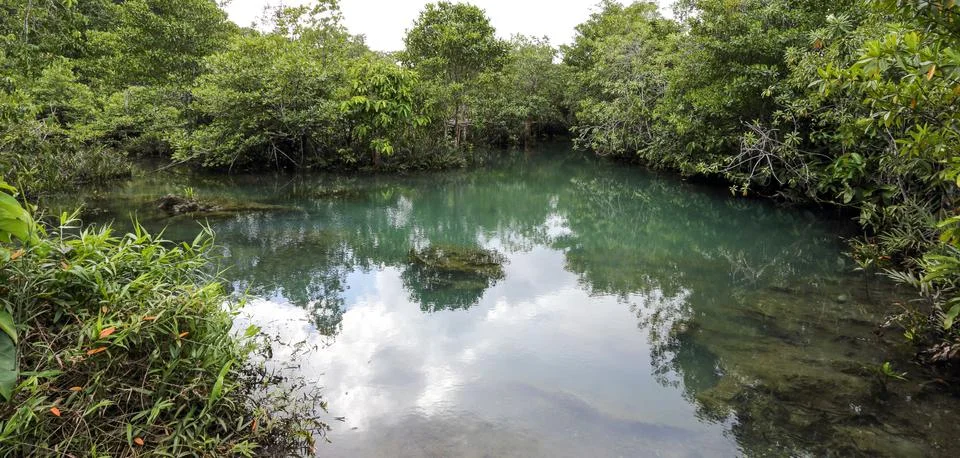 Mangrove forests Stock Photos