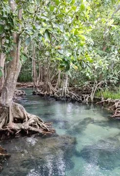 Mangrove forests Stock Photos