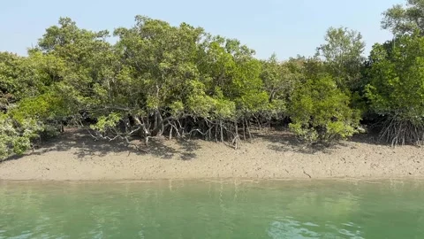 Mangrove Forests in Sunderbans, India Stock Footage 328967295