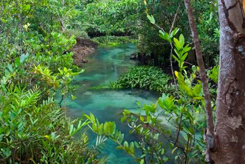 Mangrove forests ( swamp ) with river Stock Photos
