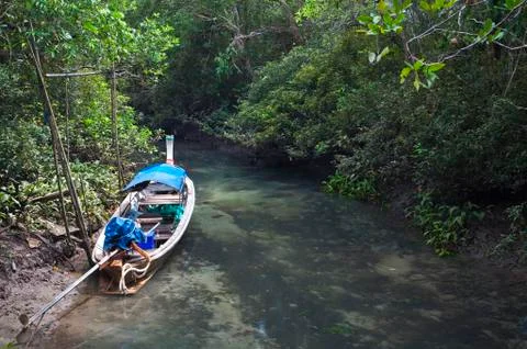 Mangrove forests ( swamp ) with river Stock Photos