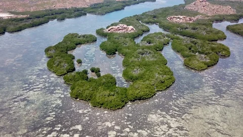 Mangrove forrest Stock Footage 98715728