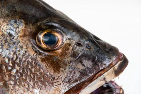 Mangrove gray snapper fish eye  open mouth macro sharp teeth Stock Photos