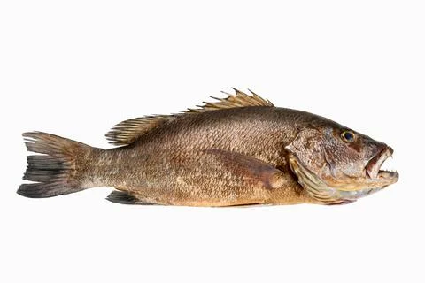 Mangrove gray snapper fish isolated white background full length raw Foto stock