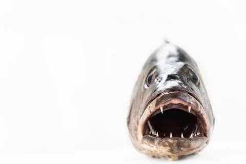 Mangrove gray snapper fish sharp teeth close up open mouth Stock Photos