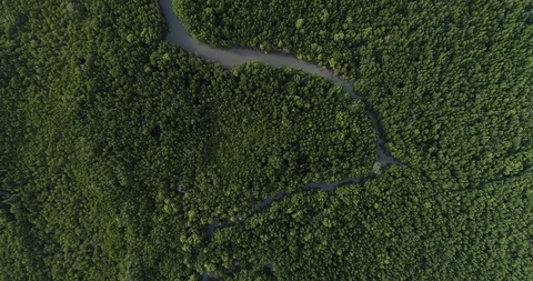 Mangrove green tropical tree forest sea bay alide vdo by drone nature Stock Footage 104745841