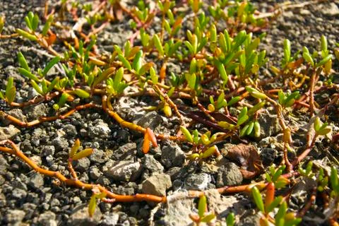 Mangrove Growth Foto stock