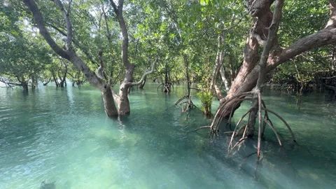 Mangrove at high tide Stock-Footage 335526765