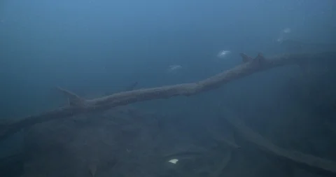 Mangrove jack fish freshwater creek Lutjanus argentimaculatus underwater UP42795 Stock Footage