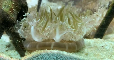 Mangrove jellyfish lying on the sand inside an aquarium Video stock 189346026