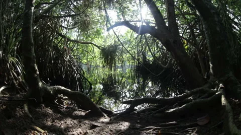 Mangrove jungle Video stock 1094583