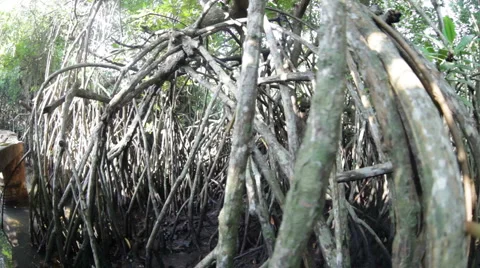 Mangrove jungle Stock Footage