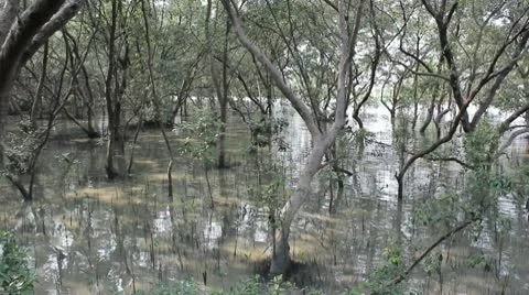 Mangrove jungle Video stock 10750377