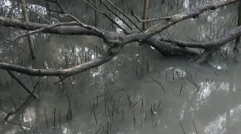 Mangrove jungle Video stock 10750651