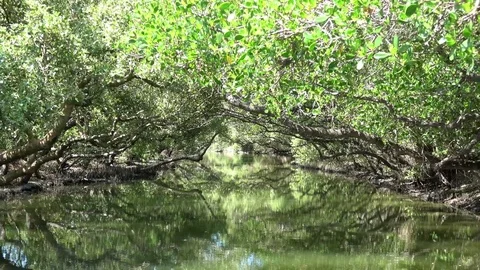 Mangrove jungle river Stock Footage 79247820