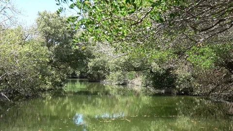 Mangrove jungle river Stock Footage 87284947