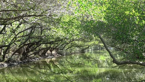 Mangrove jungle river Stock Footage 87285317