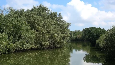 Mangrove jungle river Stock Footage 87308142