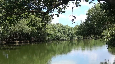 Mangrove jungle river Stock Footage 87308187