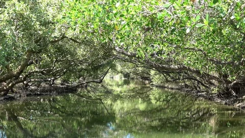 Mangrove jungle river Stock Footage 87444537