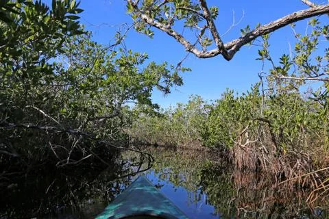 Mangrove Kayaking Stock Photos